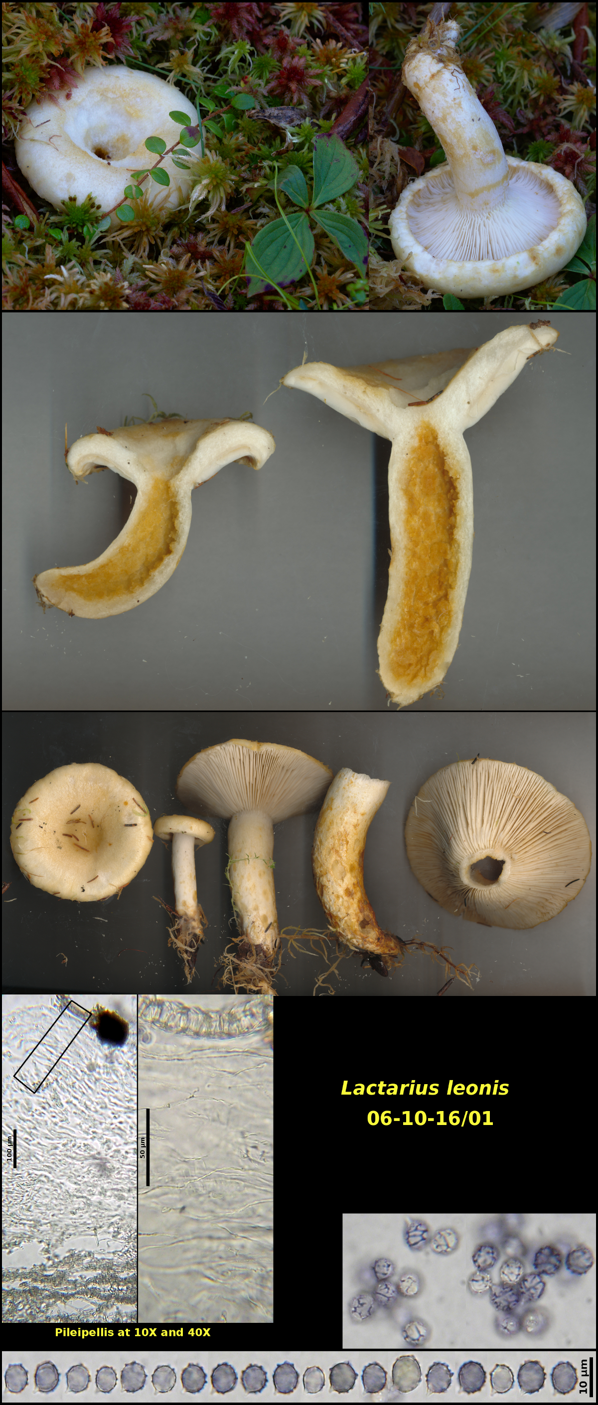 Picture of <i>Lactarius leonis</i>